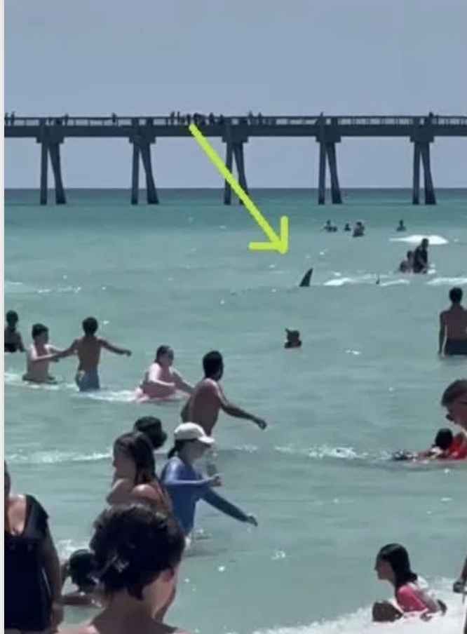 Disturbing Encounter With Sharks At Florida Beach Raises Safety Concerns